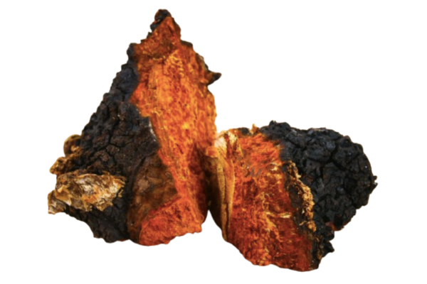 Medicinal Mushrooms