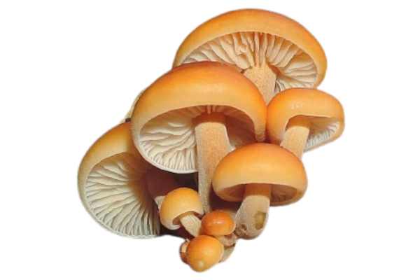Medicinal Mushrooms