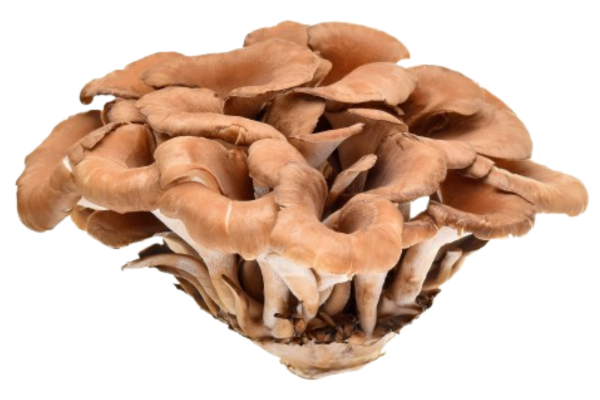 Medicinal Mushrooms