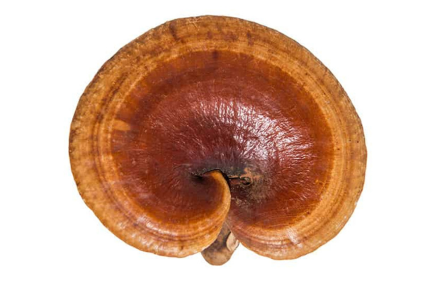 Medicinal Mushrooms