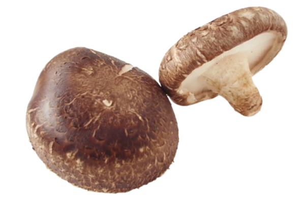 Medicinal Mushrooms