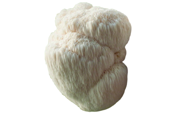 Medicinal Mushrooms